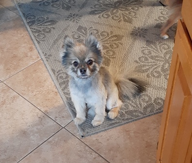 max pom pic